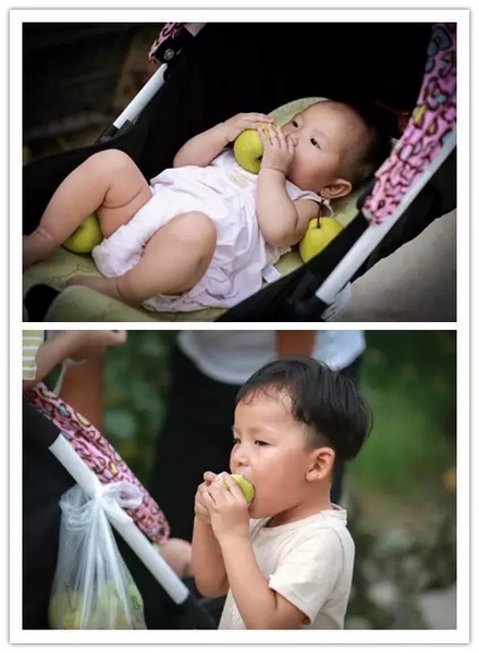 純天然無公害，新鮮采摘，直接入口！