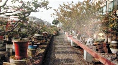 劉光嘉出示博物館內(nèi)部圖片中，擺放著各種盆景。