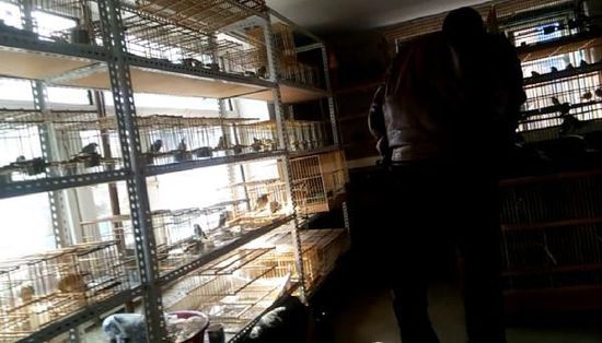 哈爾濱市雙城區(qū)集市上，一家沒(méi)有招牌的平房里擺滿了各種野鳥(niǎo)等待出售。