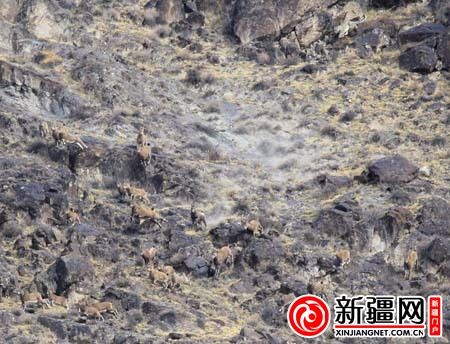 雪豹追捕野生北山羊瞬間(通訊員沈志君攝) 雪豹追捕野生北山羊瞬間(通訊員沈志君攝)