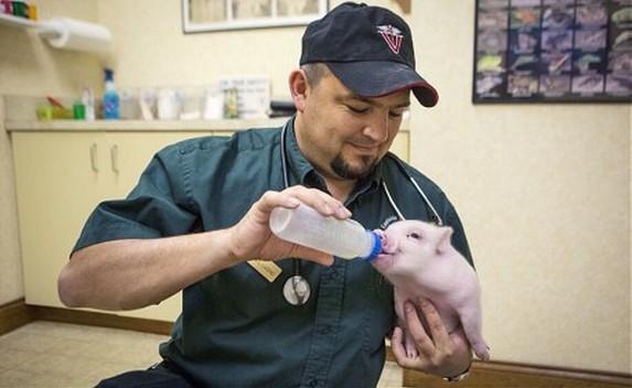 超萌無腿小豬借輪椅行走 自強(qiáng)勇敢打動(dòng)網(wǎng)友 超萌無腿小豬借輪椅行走 自強(qiáng)勇敢打動(dòng)網(wǎng)友