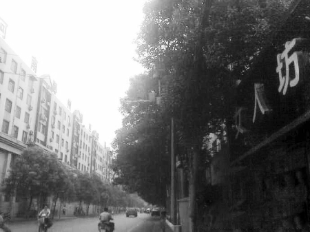 　　樹(shù)木枝繁葉茂，幾乎完全擋住紅綠燈 網(wǎng)友供圖