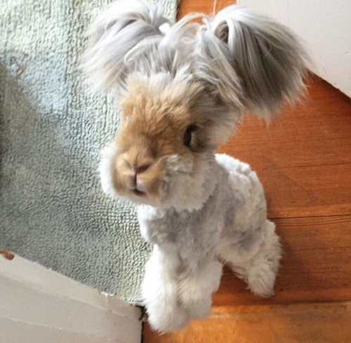 美國(guó)小兔可愛(ài)招風(fēng)耳走紅網(wǎng)絡(luò) 美國(guó)小兔可愛(ài)招風(fēng)耳走紅網(wǎng)絡(luò)