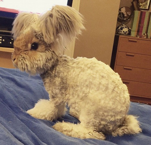 美國(guó)小兔可愛(ài)招風(fēng)耳走紅網(wǎng)絡(luò) 美國(guó)小兔可愛(ài)招風(fēng)耳走紅網(wǎng)絡(luò)