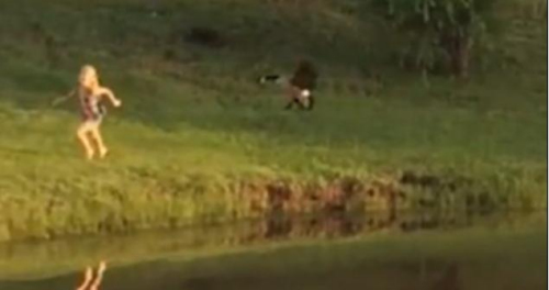 圖二：小女孩遭鵝襲擊向父親求救，但他不但沒有伸出援手，反而狂笑不止。