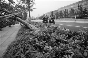 臺(tái)風(fēng)吹倒7000多株行道樹 寧波市民質(zhì)疑園林局 臺(tái)風(fēng)吹倒7000多株行道樹 寧波市民質(zhì)疑園林局