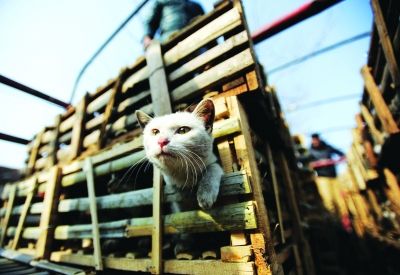 貨車上被販運的貓。 記者陳亮 攝